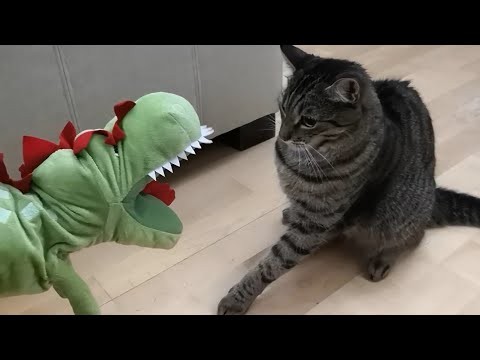 Smieszne wideo z kotami