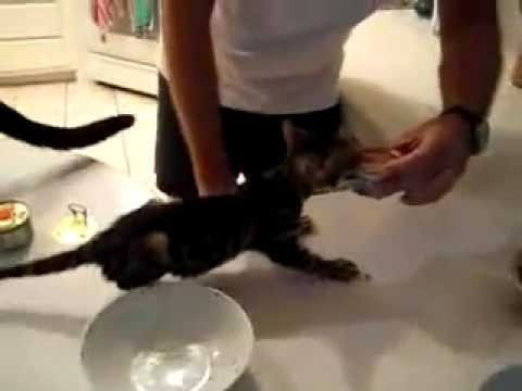 Very Greedy Kitten