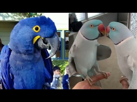 Smieszne papugi