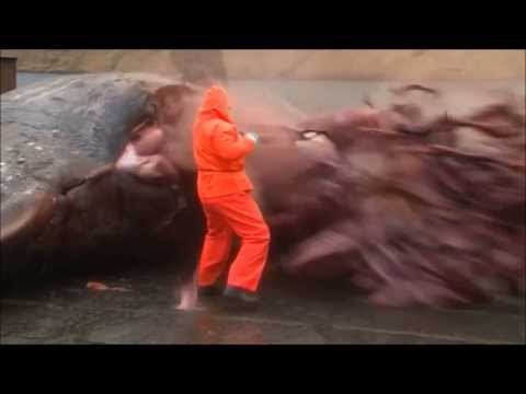 Eksplozja zoladka wieloryba