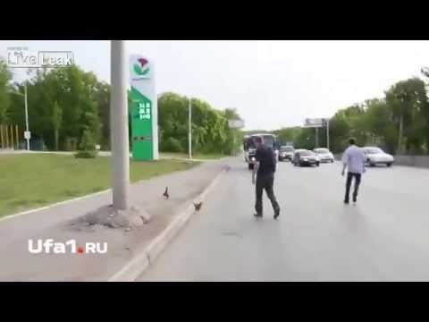 Friendly russian drivers help a family of ducks