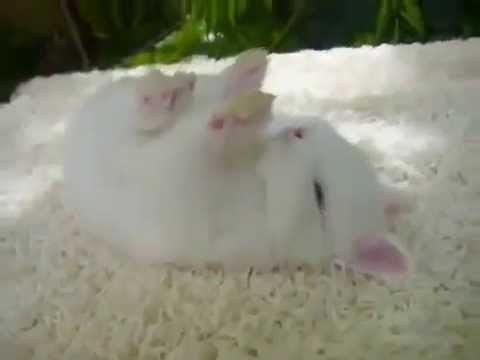 Cute little bunny sleeps in funny position