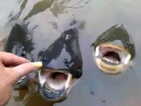 Karmienie ryb