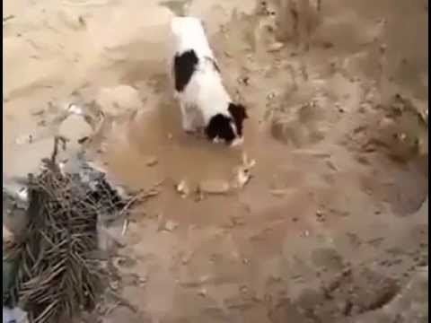 Pies zakopuje martwego szczeniaka 