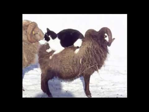 Kot na owce