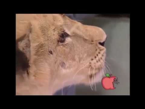 Lew atakuje dziecko w telewizji 