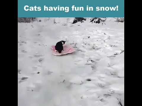 Koty lubia snieg