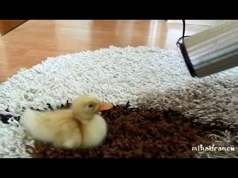 Jestem "mama" uroczego kaczatka