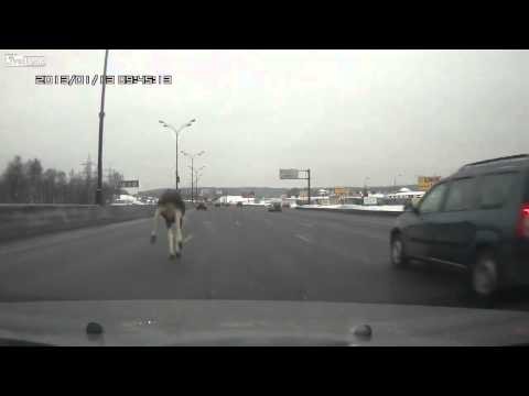 Los na autostradzie! Los na autostradzie!