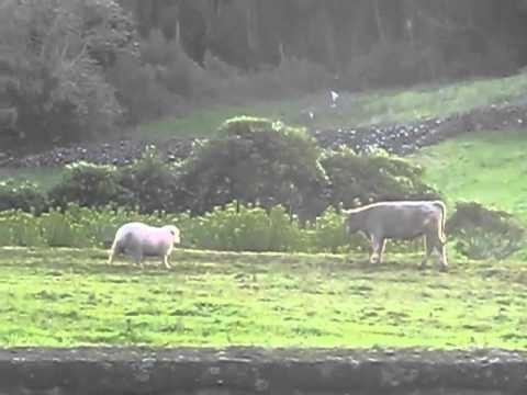 Owca vs Byk