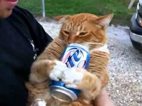 Cat drinks beer