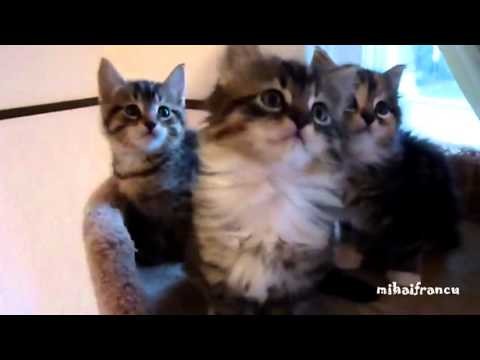 Zsynchronizowane koty