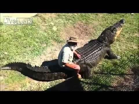 Przejazdzka na krokodylu