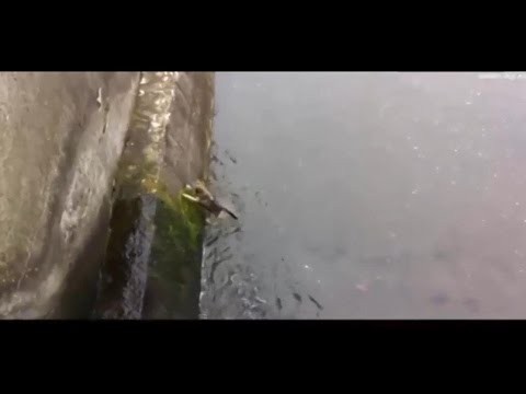 Ratowanie psa, ktory wpadl do kanalu