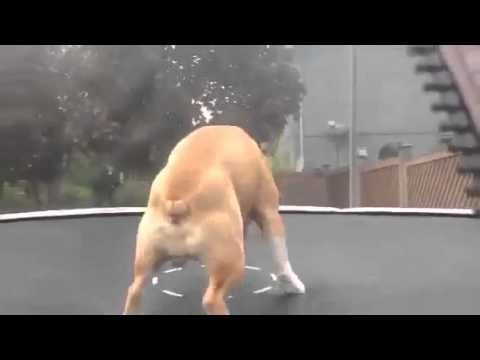 Bulldog jumping on trampoline / &#1041;&#1091;&#1083;&#1100;&#1076;&#1086;&#1075; &#1086;&#1090;&#1078;&#1080;&#1075;&#1072;&#1077;&#1090; &#1085;