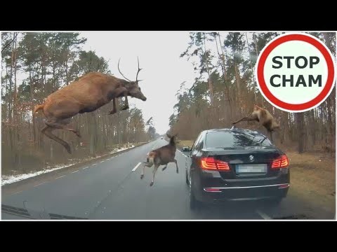 Stado jeleni przeskakuje nad BMW