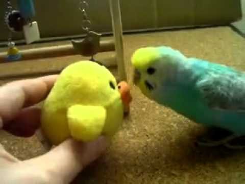 Funniest Parrot