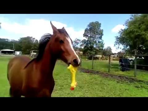 Kon vs gumowy kurczak
