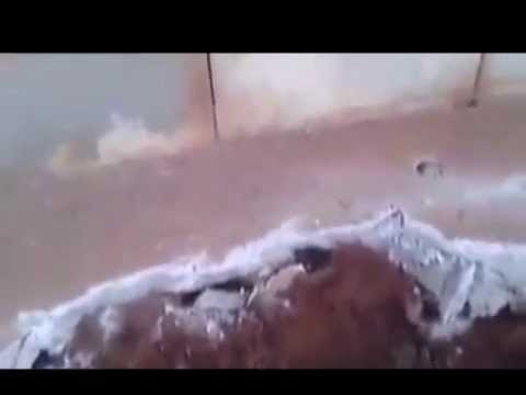 Setki szczurow pod betonowa posadzka