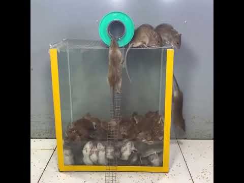 Pulapka na szczury