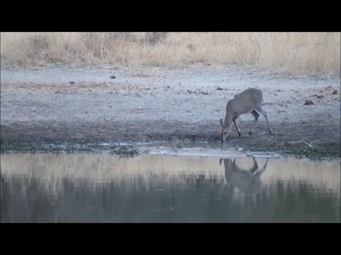 Widowisko skok ratujacy zycie antylopy po ataku kr