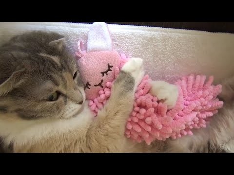 Smieszne wideo z kotami