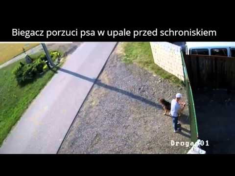 Porzucil psa w upale przed schroniskiem