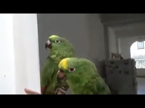 Papuga spiewa