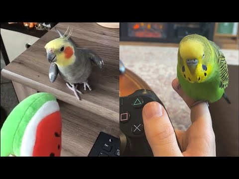 Smieszne papugi
