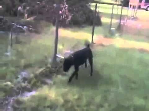 Pies siusia na ogrodzenie