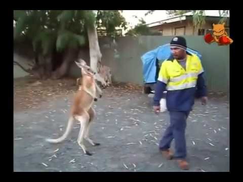 Atak kangura na przypadkowych przechodniow