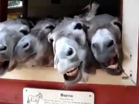 Smieszne osly