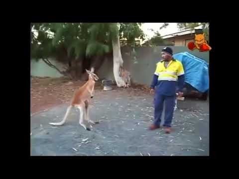 Nawet kangury nie chca ciapatych u siebie