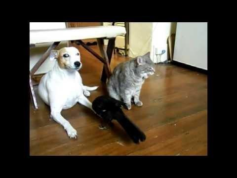 Wrona karmienie kota i psa