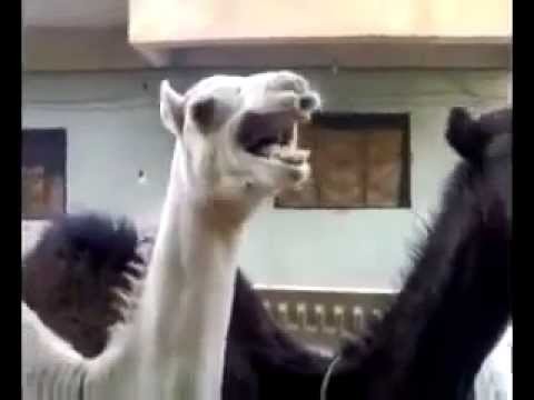 Camel afraid tickling