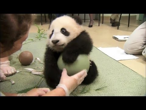 Mala Panda uwielbia pilke 