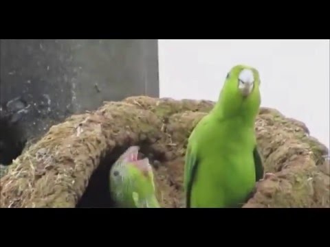 Papugi na fazie