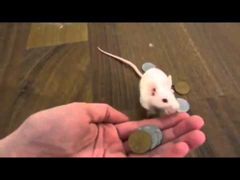 Mouse buy a nutlet