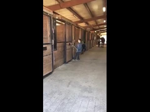 Dziecko probuje wyciagnac konia z boksu