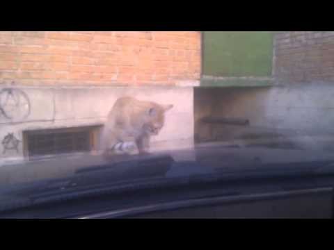 Cat Scared of Signal Car