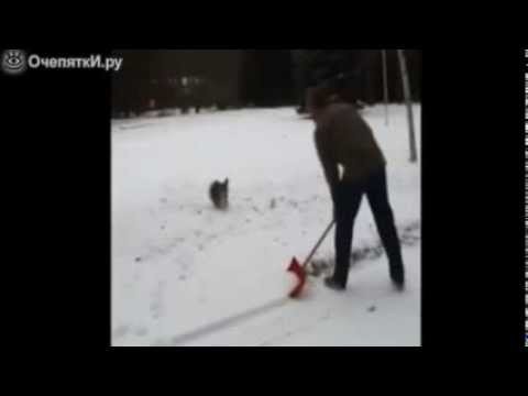 Pies ktory ma krecka na punkcie sniegu