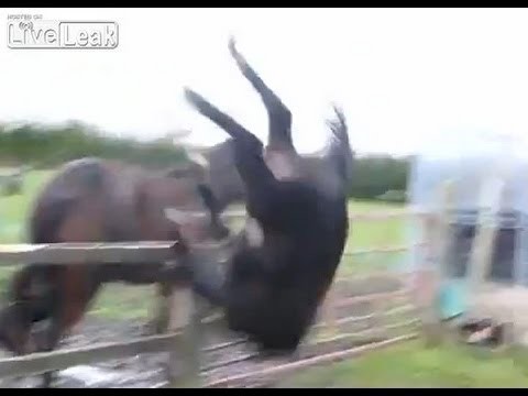 Kon robi salto