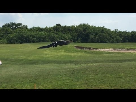 Ogromny Aligator na Florydzie