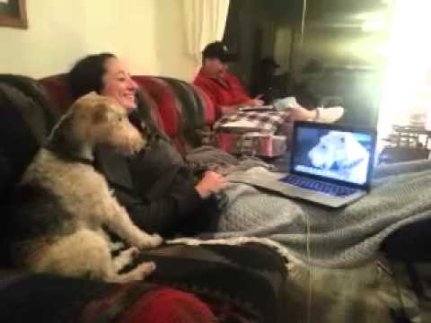 Two dogs talking on Skype