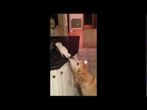 Papuga karmi psa