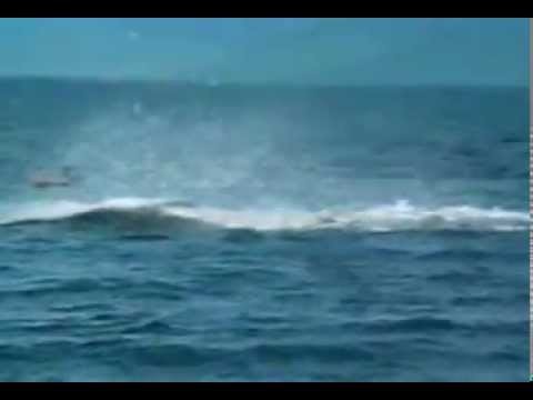 Orka wyskakuje z wody obok kajaka