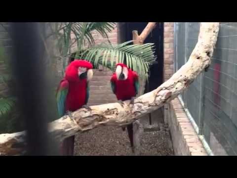 Gangsta Parrots