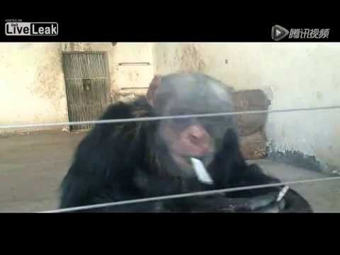 Szympans palacz