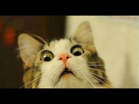 Funny cats compilation