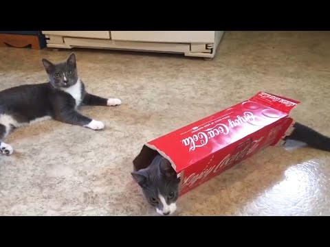 Koty bawiace sie z pudelkiem